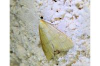 Anania crocealis