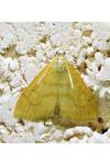 Anania crocealis