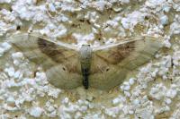Idaea degeneraria