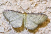 Idaea humiliata