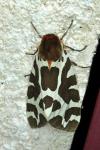 Arctia caja
