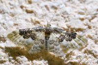 Idaea rusticata