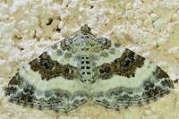 Epirrhoe alternata
