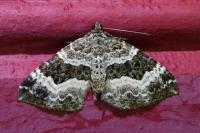 Epirrhoe alternata