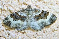 Epirrhoe alternata