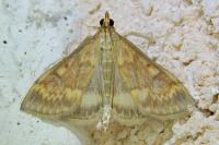 Ostrinia nubilalis