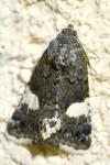 Tyta luctuosa