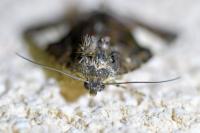 Tyta luctuosa
