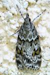 Scoparia pyralella