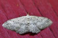 Idaea seriata
