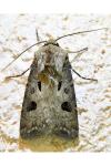 Agrotis exclamationis