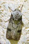 Agrotis puta