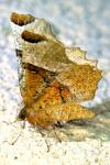 Selenia lunularia