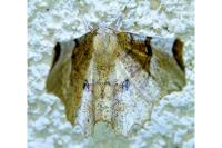 Selenia lunularia