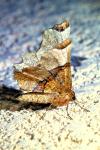 Selenia lunularia