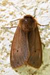 Phragmatobia fuliginosa
