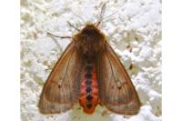 Phragmatobia fuliginosa
