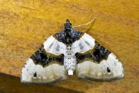 Cosmorhoe ocellata