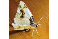 Ligdia adustata
