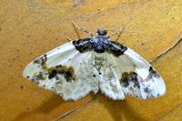 Ligdia adustata
