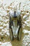 Egira conspicillaris