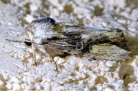 Egira conspicillaris