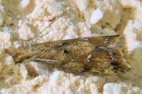 Brachmia blandella