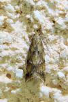 Brachmia blandella