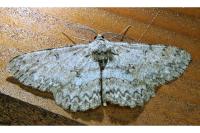 Hypomecis punctinalis