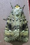 Amphipyra pyramidea