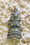 Dioryctria