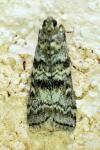 Dioryctria