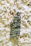 Dioryctria