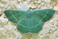 Chlorissa viridata