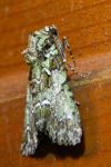 Polyphaenis sericata