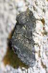 Gluphisia crenata