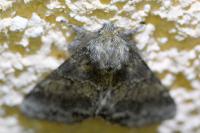 Gluphisia crenata