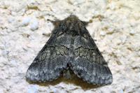 Gluphisia crenata