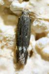 Aproaerema anthyllidella