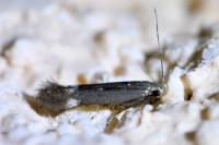 Aproaerema anthyllidella