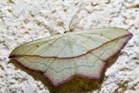 Timandra comae