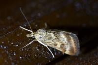 Pyrausta despicata