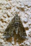 Cataclysta lemnata