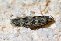 Bryotropha