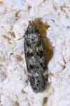 Bryotropha