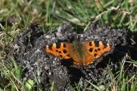 Nymphalis polychloros