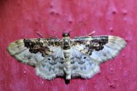 Idaea rusticata
