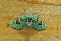 Chloroclystis v-ata