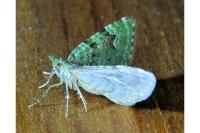 Chloroclystis v-ata