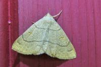 Paracolax tristalis